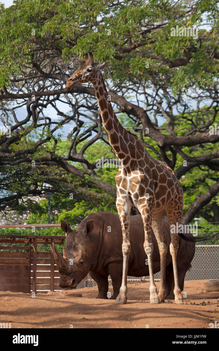 Giraffe und Nashorn im Zoo von Honolulu Stockfoto
