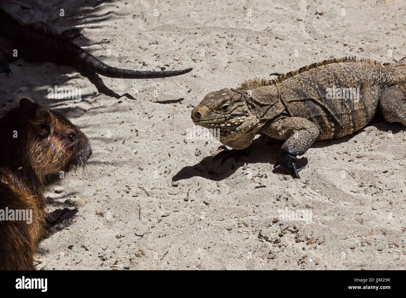 Die Insel CAYO IGUANA erreicht mit dem Boot von PLAYA ANCON hat viele der großen Echsen und die vom Aussterben bedrohte Baum Ratte - TRINIDAD, Kuba Stockfoto