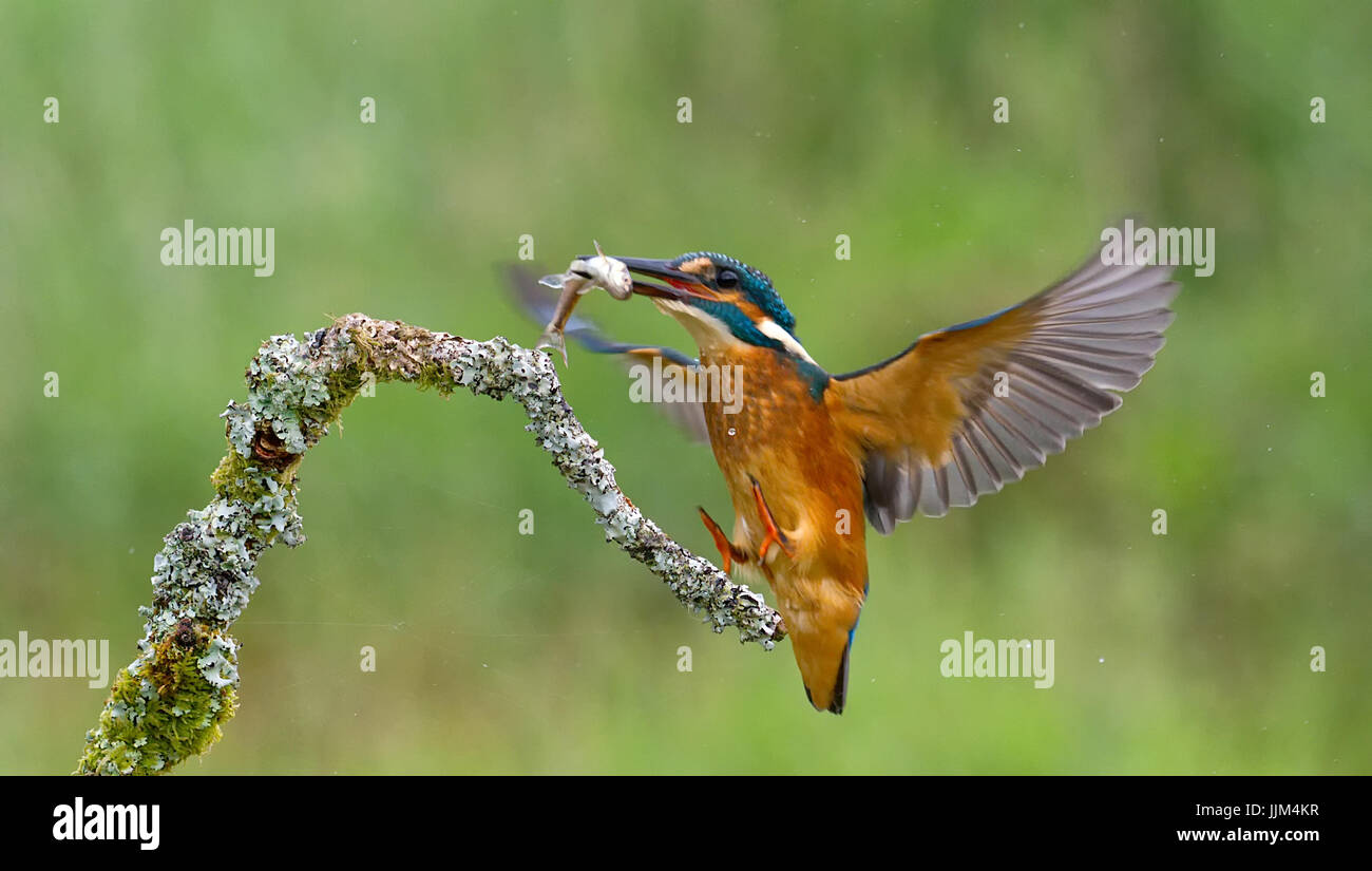 Eisvogel Stockfoto