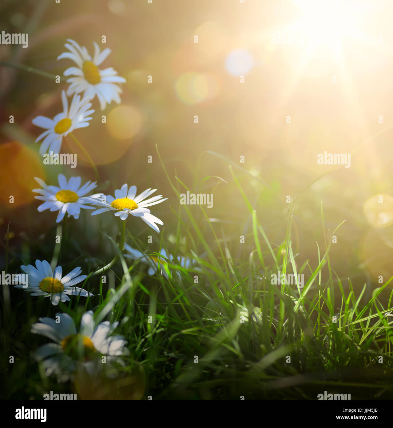 Kunst abstrakte Frühling Hintergrund oder Sommer Hintergrund mit frischen Blumen Stockfoto
