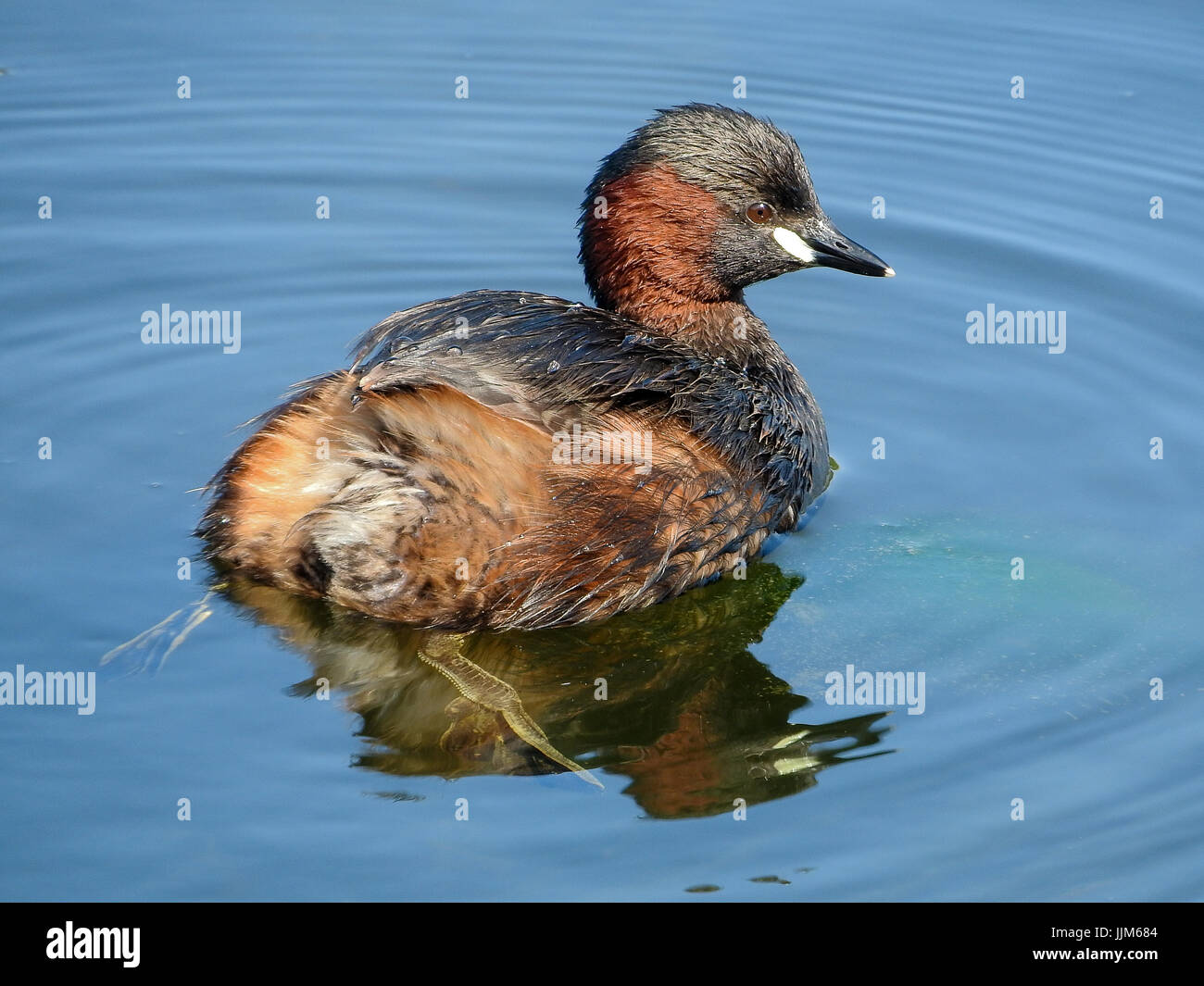 Wenig Grebe (Tachybaptus Ruficollis) oder Dabchick Stockfoto