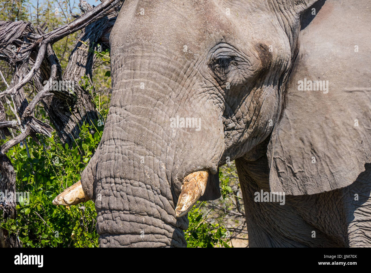 Elefant im Etosha Nationalpark, Namibia, Afrika Stockfoto