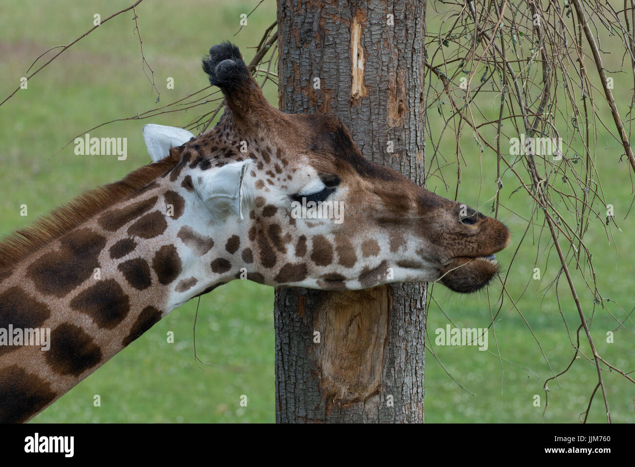 Giraffe in Gefangenschaft Stockfoto