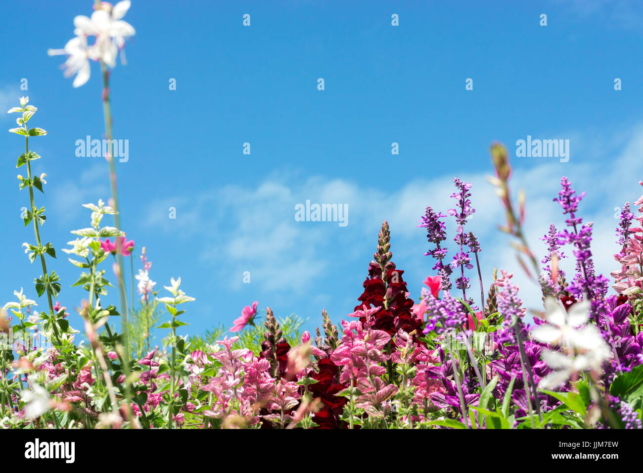 Grußkarte mit bunten Blumenwiese, Sommer Blumen. Rosa Lila. Stockfoto