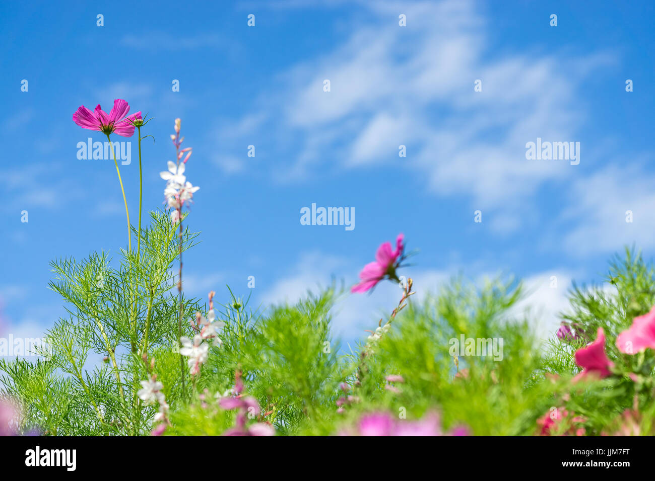Grußkarte mit bunten Blumenwiese, Sommer Blumen. Rosa Lila. Stockfoto
