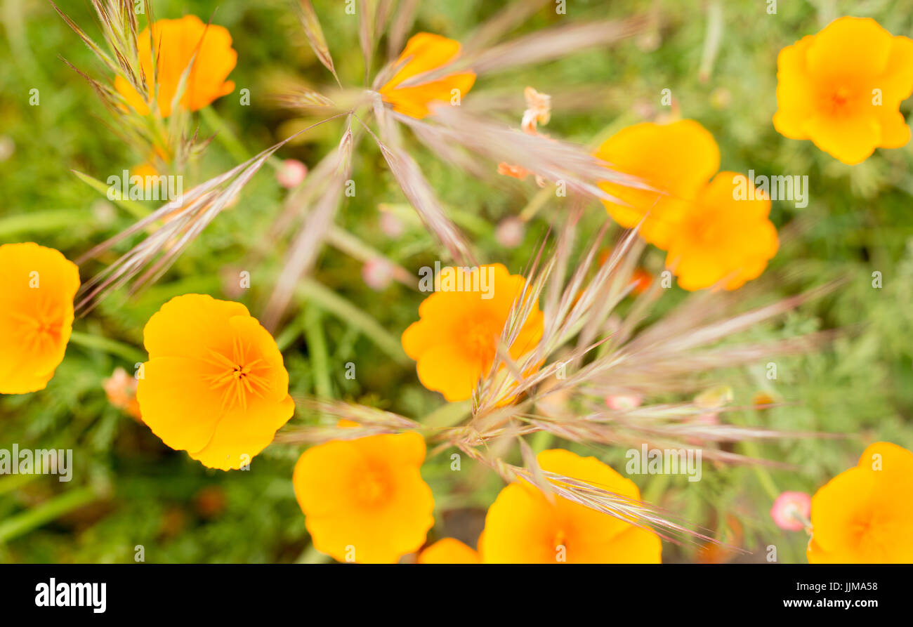 Lebendige wüste Mohn Blüte im Frühling in Kalifornien. Stockfoto