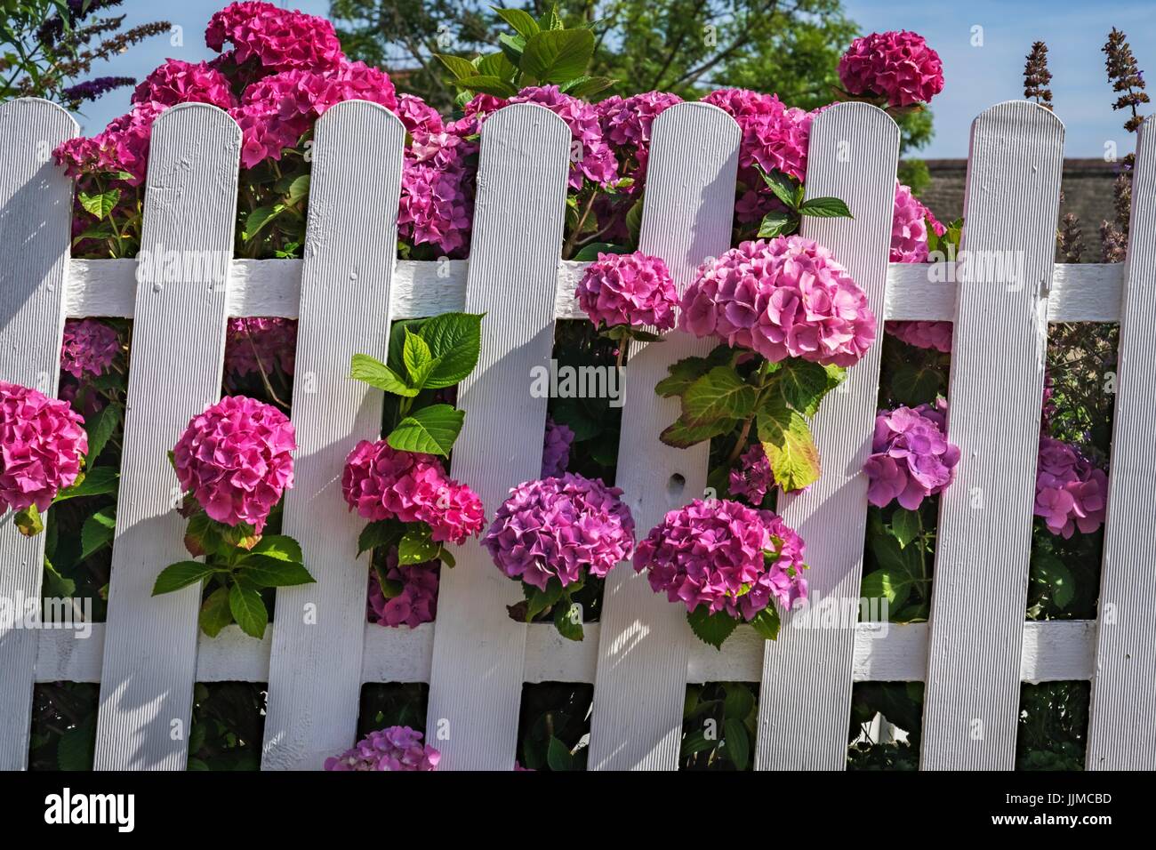 Rosa hortensia und ein weißes Holz Zaun gegen den blauen Himmel Stockfoto