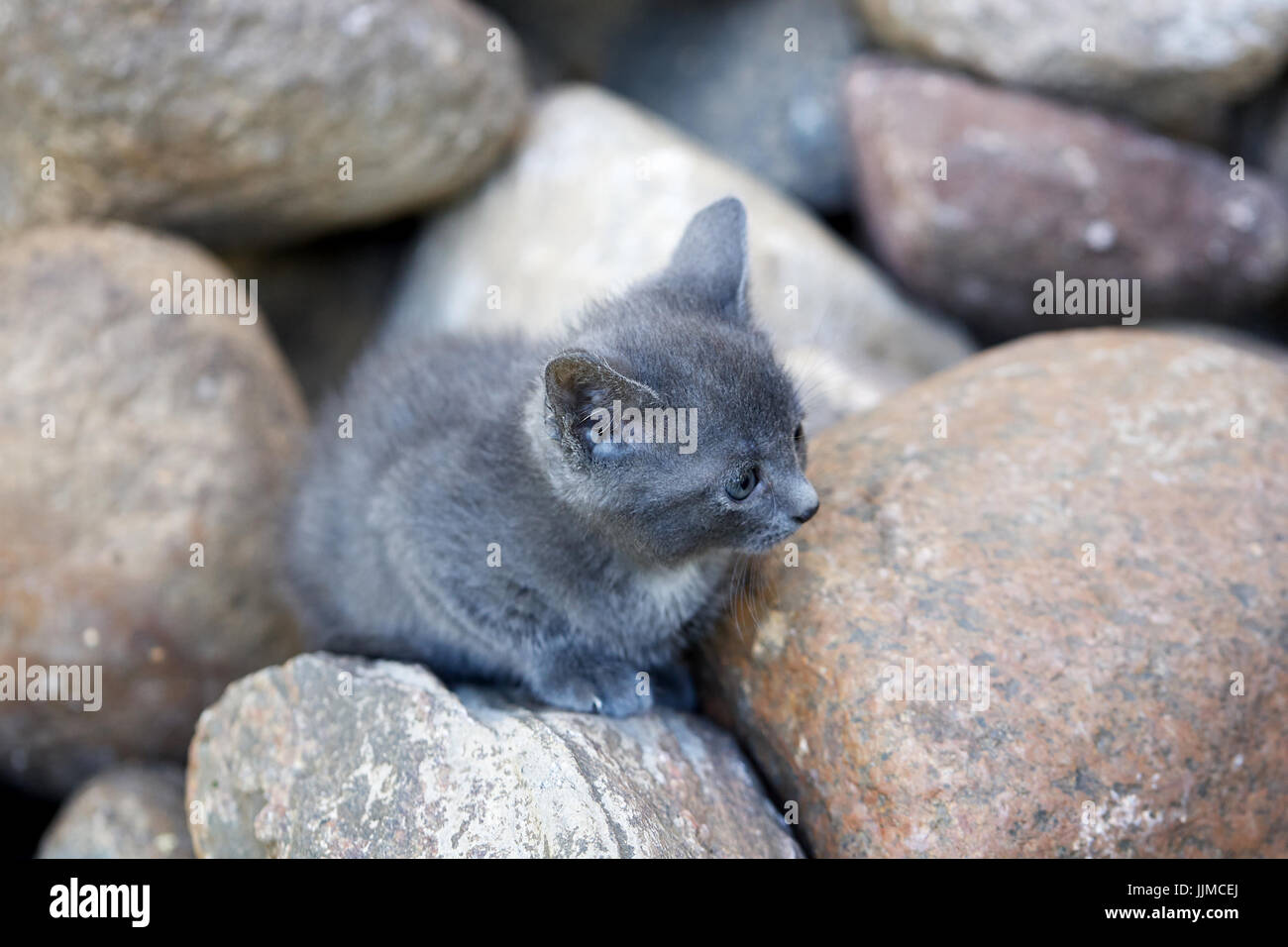 Kleine grau Kätzchen traurig sitzen auf den Felsen Stockfoto