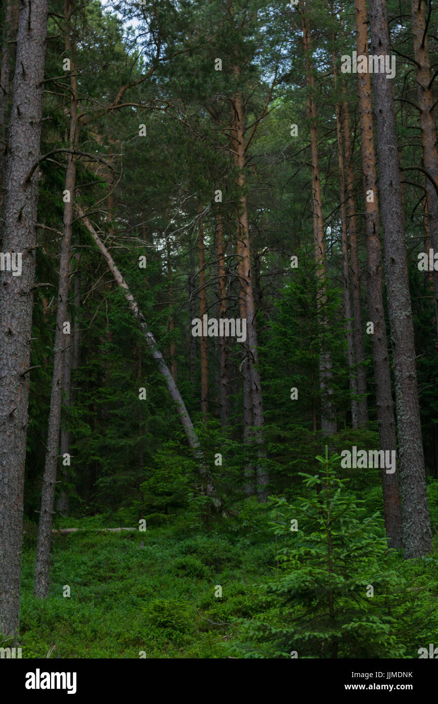 Hohe Bäume im Nationalpark Šumava Stockfoto