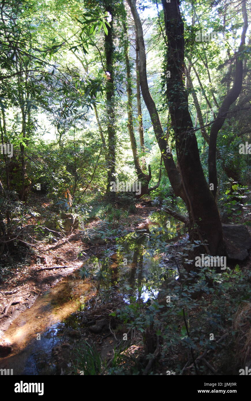 Holz Straße in Samos Stockfoto