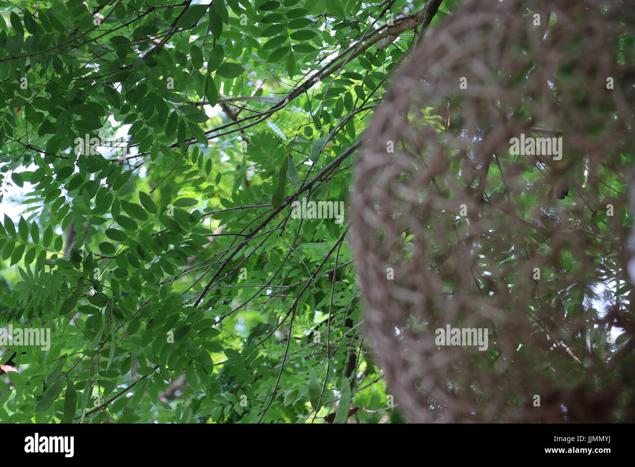 erweitern Sie auf grüne Pflanze im Garten, grüne Ton Hintergrund Stockfoto