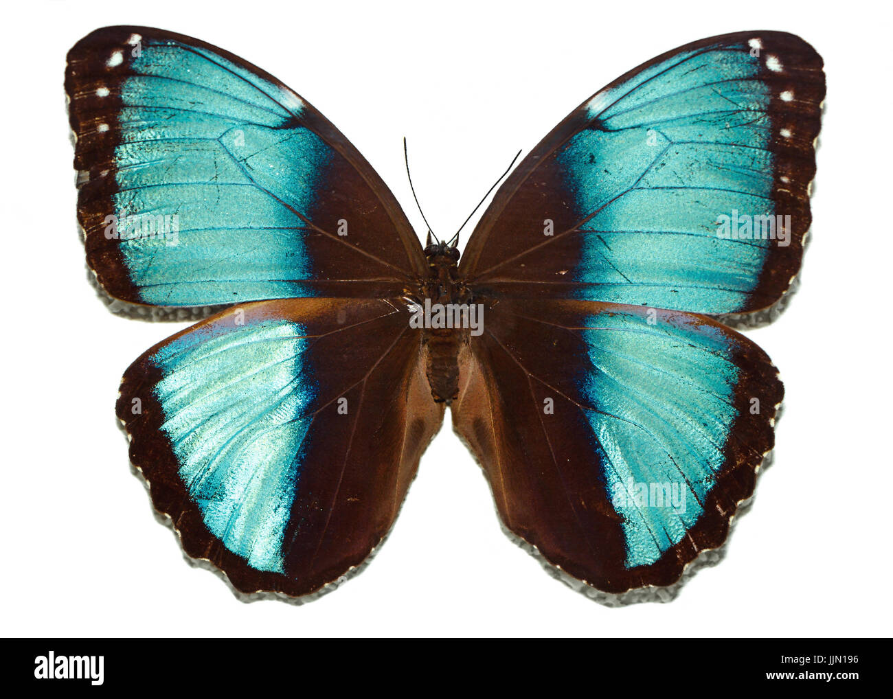 Schmetterling mit blauen Flügeln Stockfoto