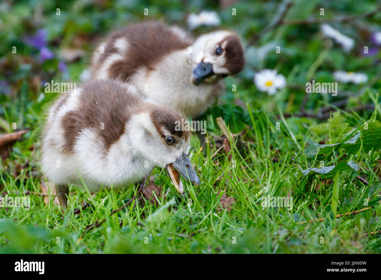 Zwei süße Baby-Enten Stockfoto