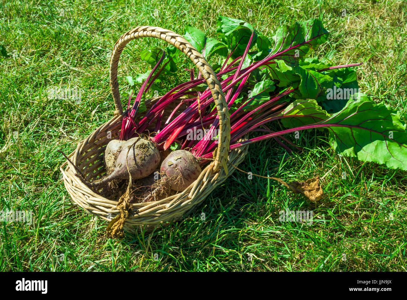 Frisch gepflückt rote Beete in einem Korb auf einer Wiese Stockfoto