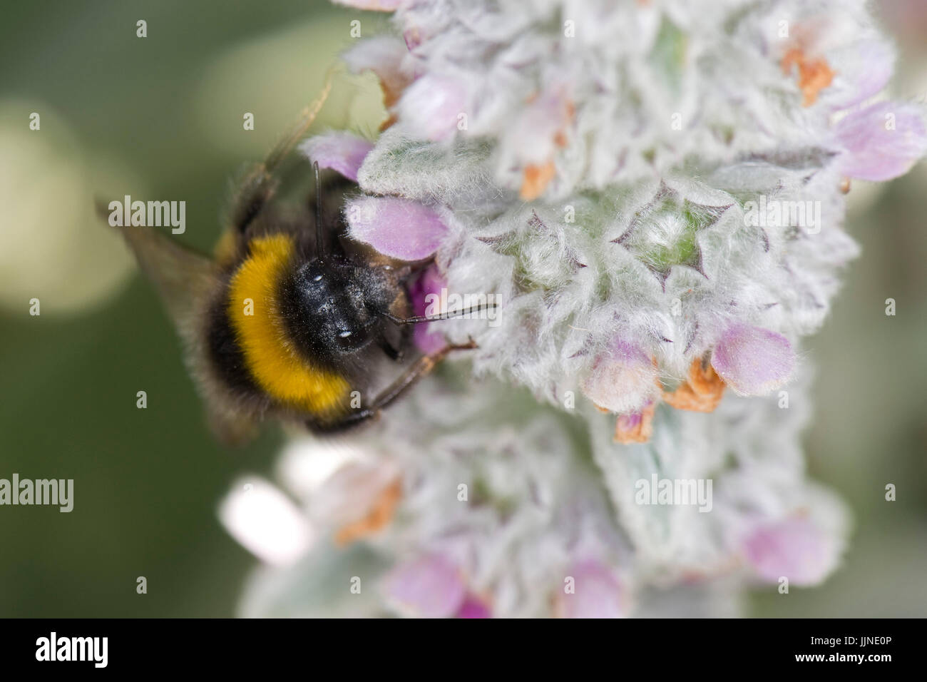 Hummel, Bombus Terrestris, Fütterung aus den Blüten des Lammes Ohr, Niederwendischen Byzantina, eine sehr attraktive Pflanze für Insekten, Juli Stockfoto