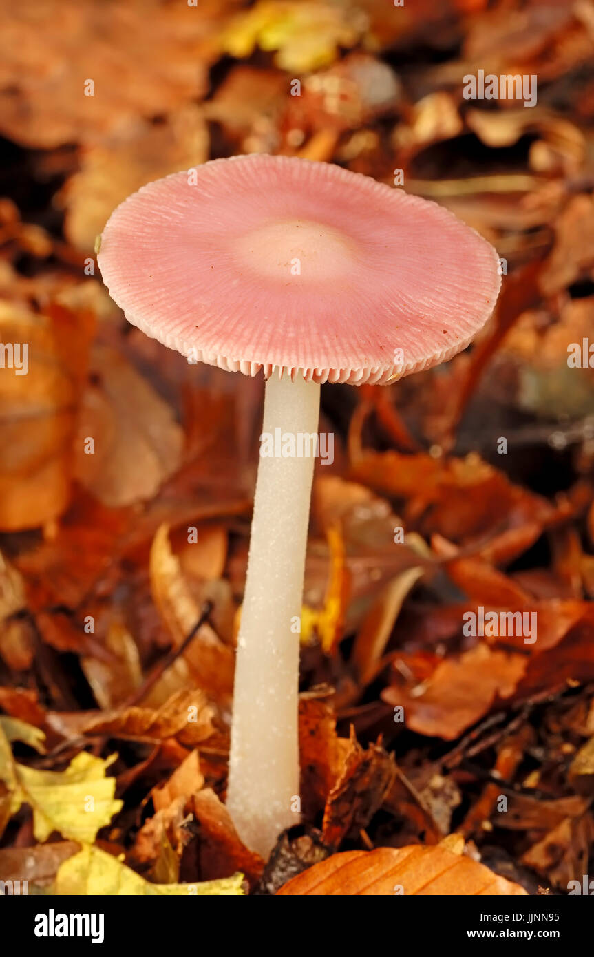 Rosig Motorhaube Pilz, North Rhine-Westphalia, Deutschland / (Mycena Rosea, Mycena Pura, Mycena Rosea) Stockfoto