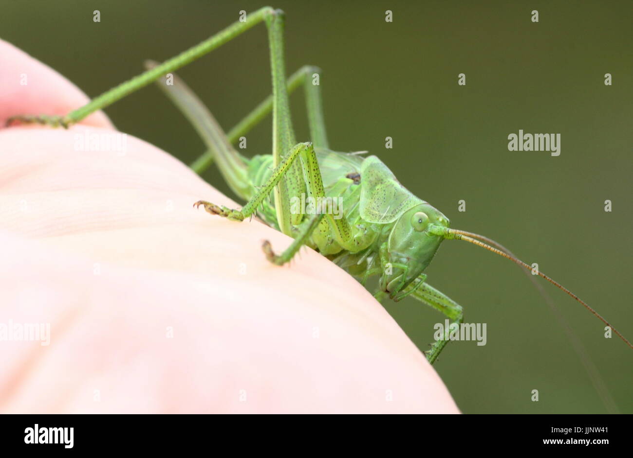 Weibliche Upland Green Bush Cricket (Tettigonia Cantans) auf meine Hand, Legebohrer zeigen. Stockfoto