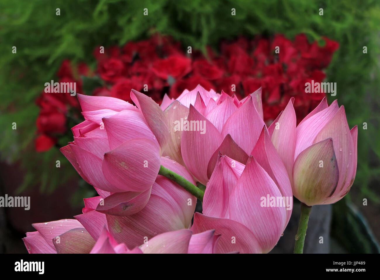 Lotus-Nahaufnahme am Blumenmarkt, Hanoi Vietnam. Stockfoto