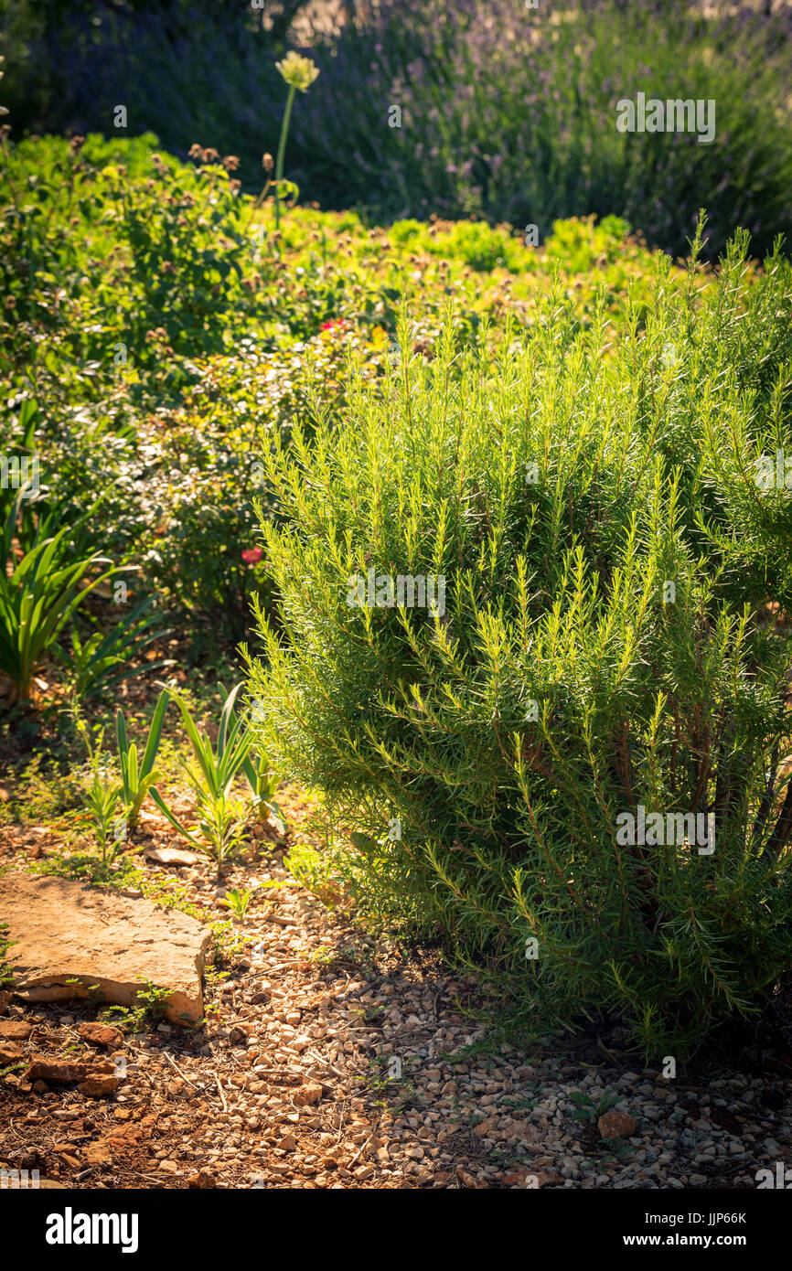 Rosmarin - aromatischen Kräutern charakteristisch für die mediterrane Küche Stockfoto