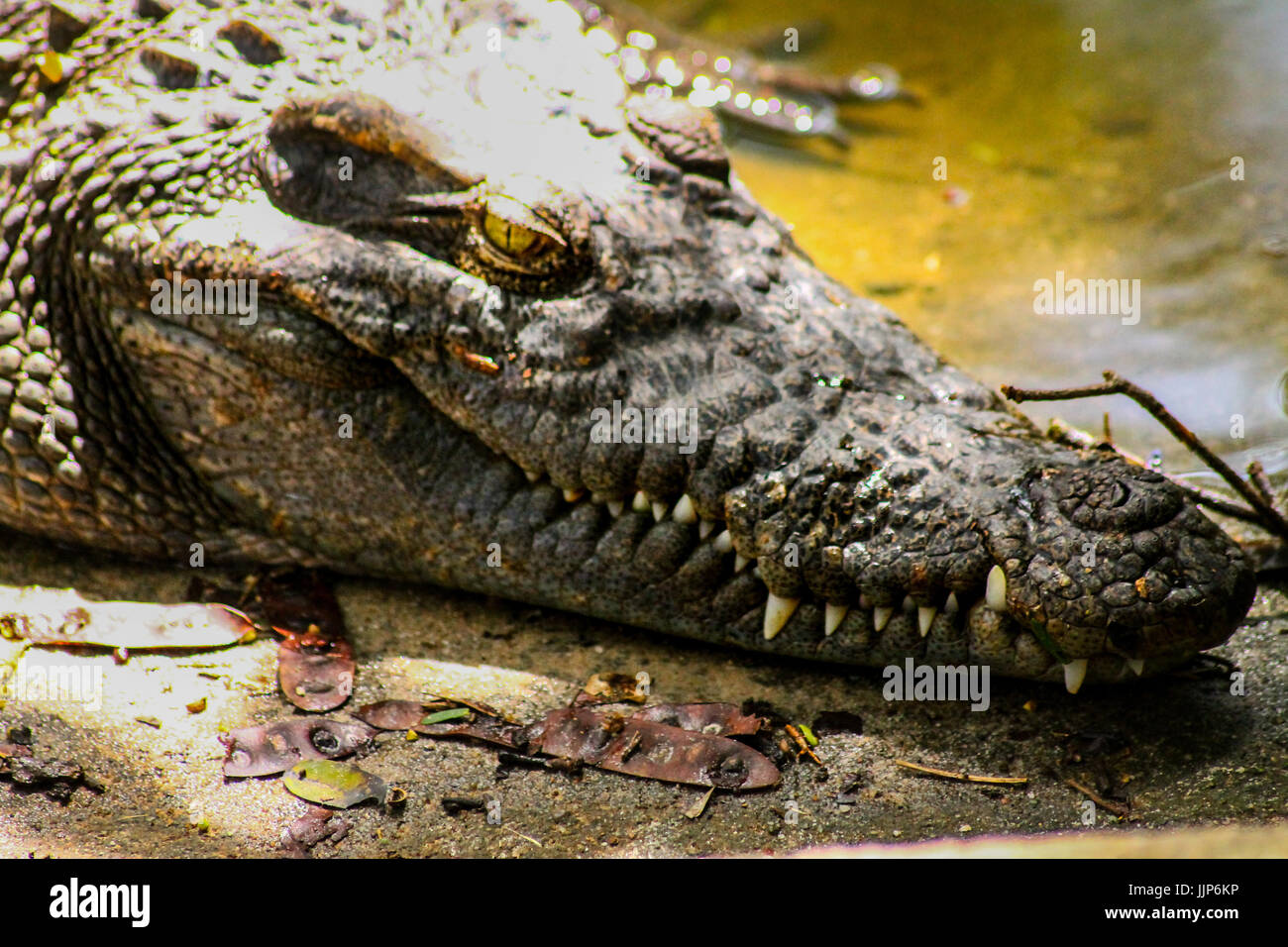 Krokodile in freier Wildbahn Stockfoto