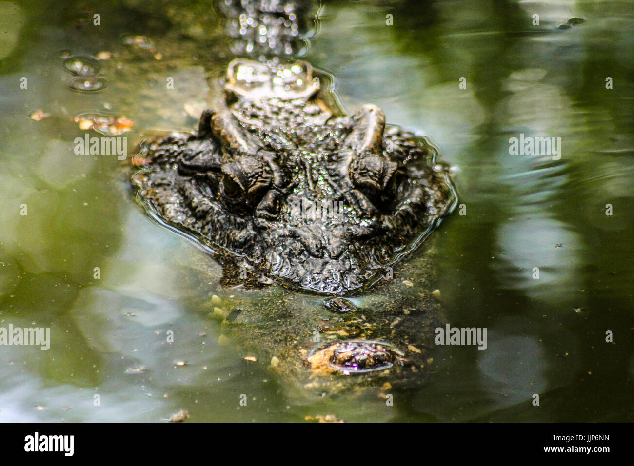 Krokodile in freier Wildbahn Stockfoto