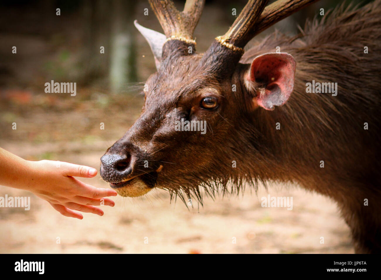 Hand eine wilde Rehe füttern Stockfoto