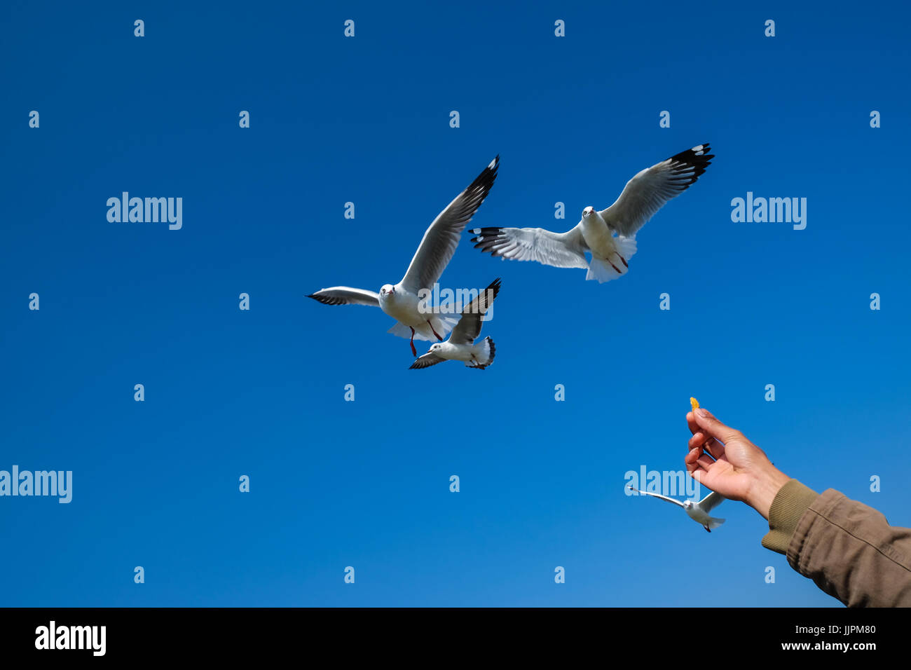 Mit dem Ziel Lebensmittel Stockfoto