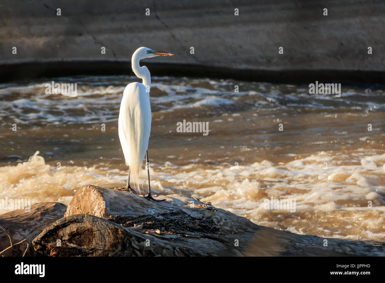 Silberreiher sitzt am Ufer eines Sees in Oklahoma City Stockfoto