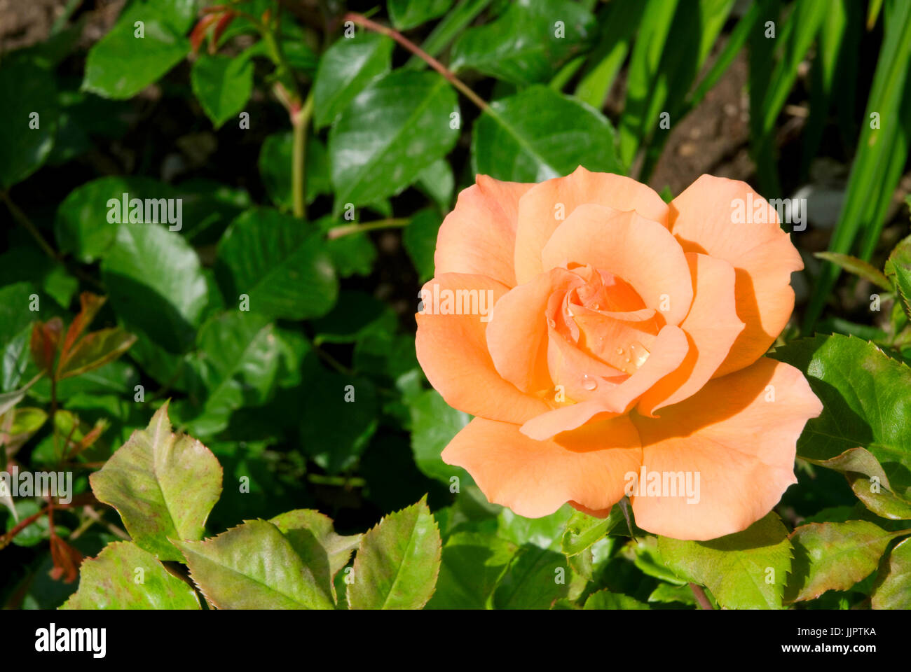Orange Rose. Stockfoto