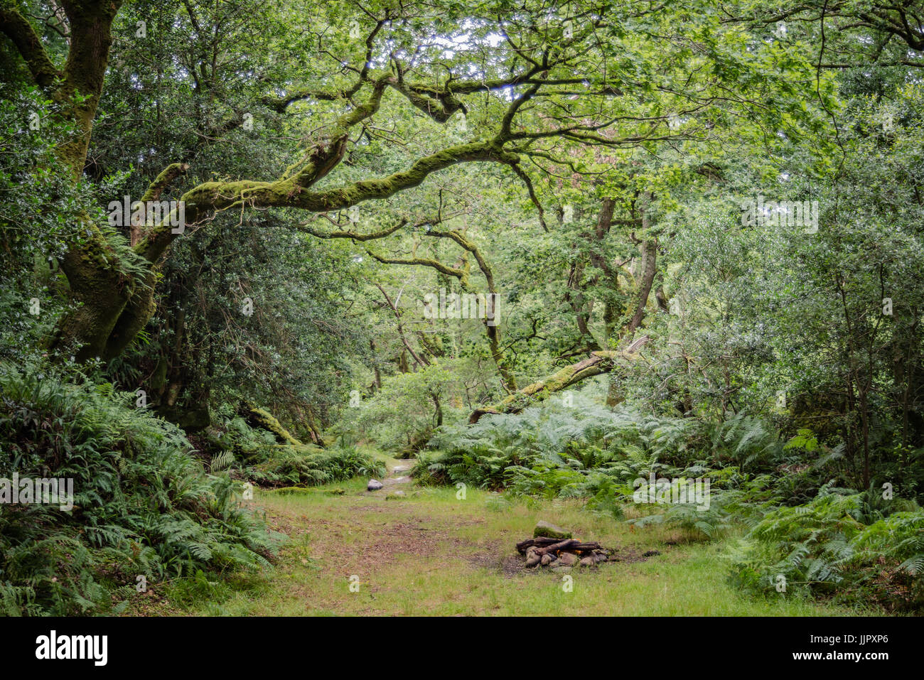 Campingplatz im Wald Stockfoto
