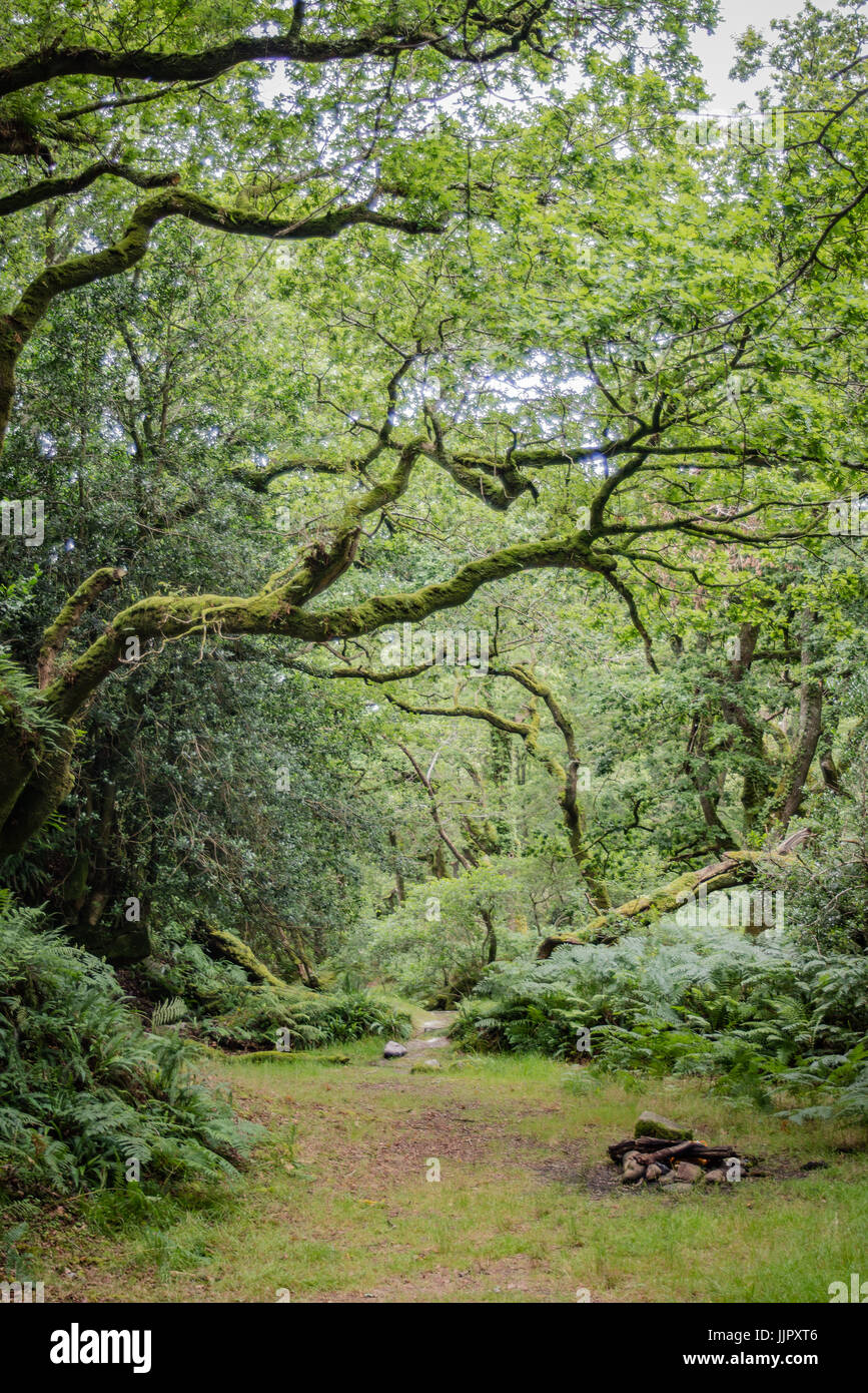 Camping ideal in den Wäldern. Stockfoto