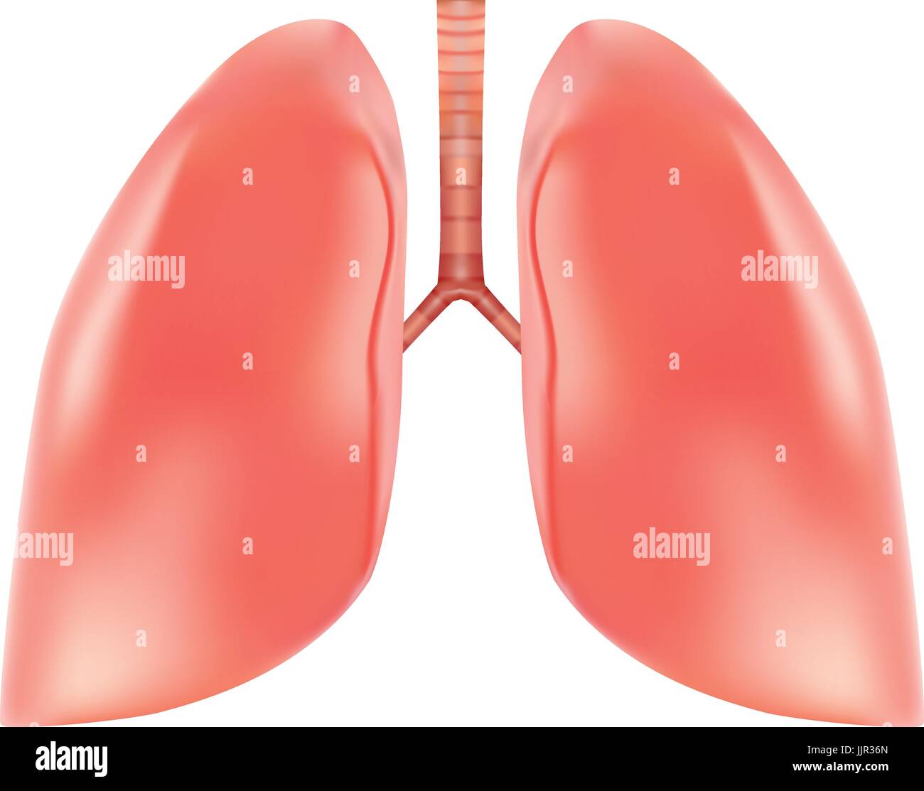 Menschliche Lunge und Luftröhre Anatomie isoliert auf einem weißen Hintergrund. Realistische Vektor-Illustration. Stock Vektor