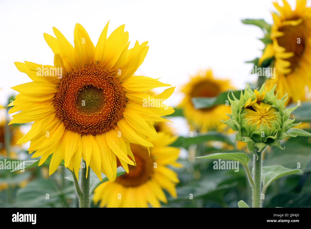 Große und kleine Sonnenblume wächst und blüht Stockfoto