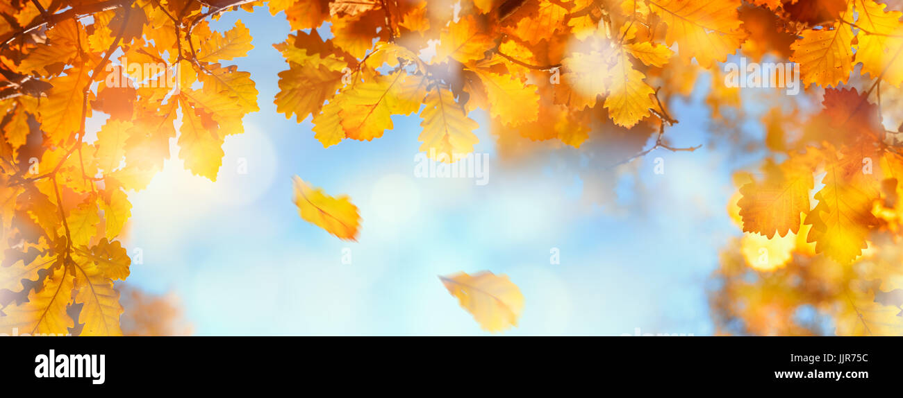 Blätter im Herbst gegen blauen Himmel Stockfoto