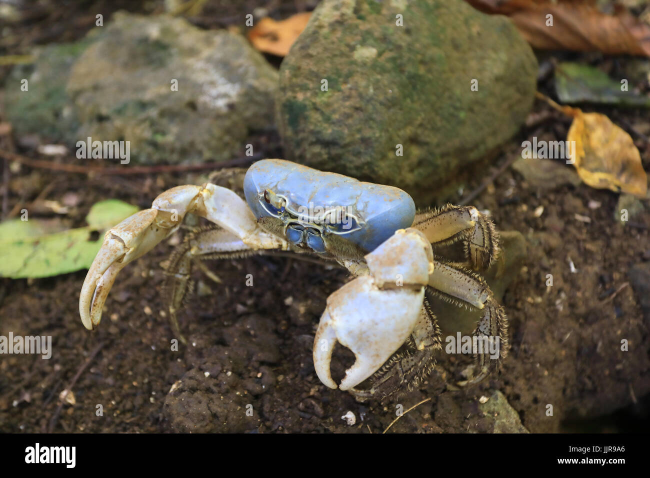 Eine einsame blaue Krabbe auf der Weihnachtsinsel, ein australisches Territorium im Indischen Ozean Stockfoto