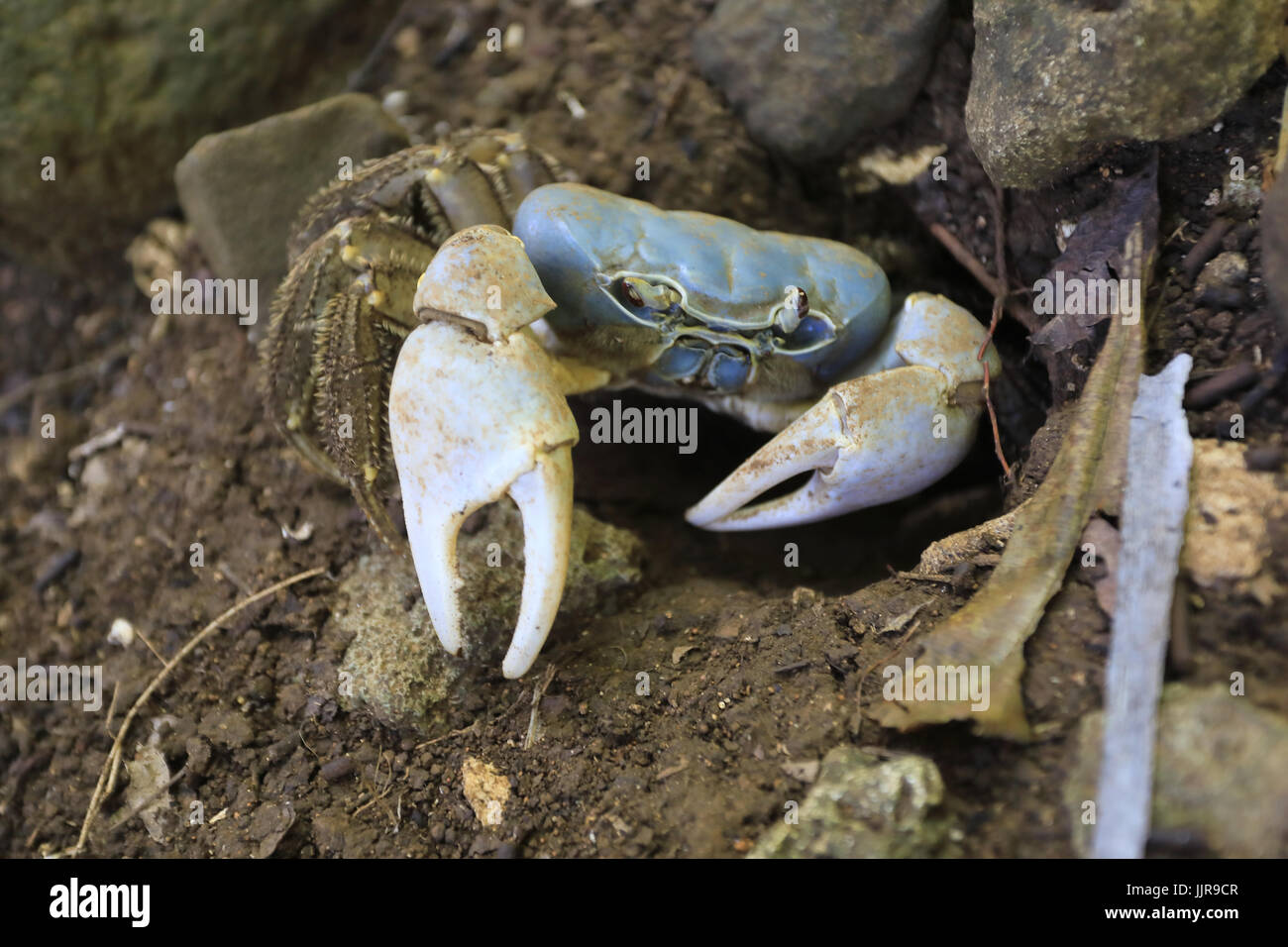 Eine einsame blaue Krabbe auf der Weihnachtsinsel, ein australisches Territorium im Indischen Ozean Stockfoto