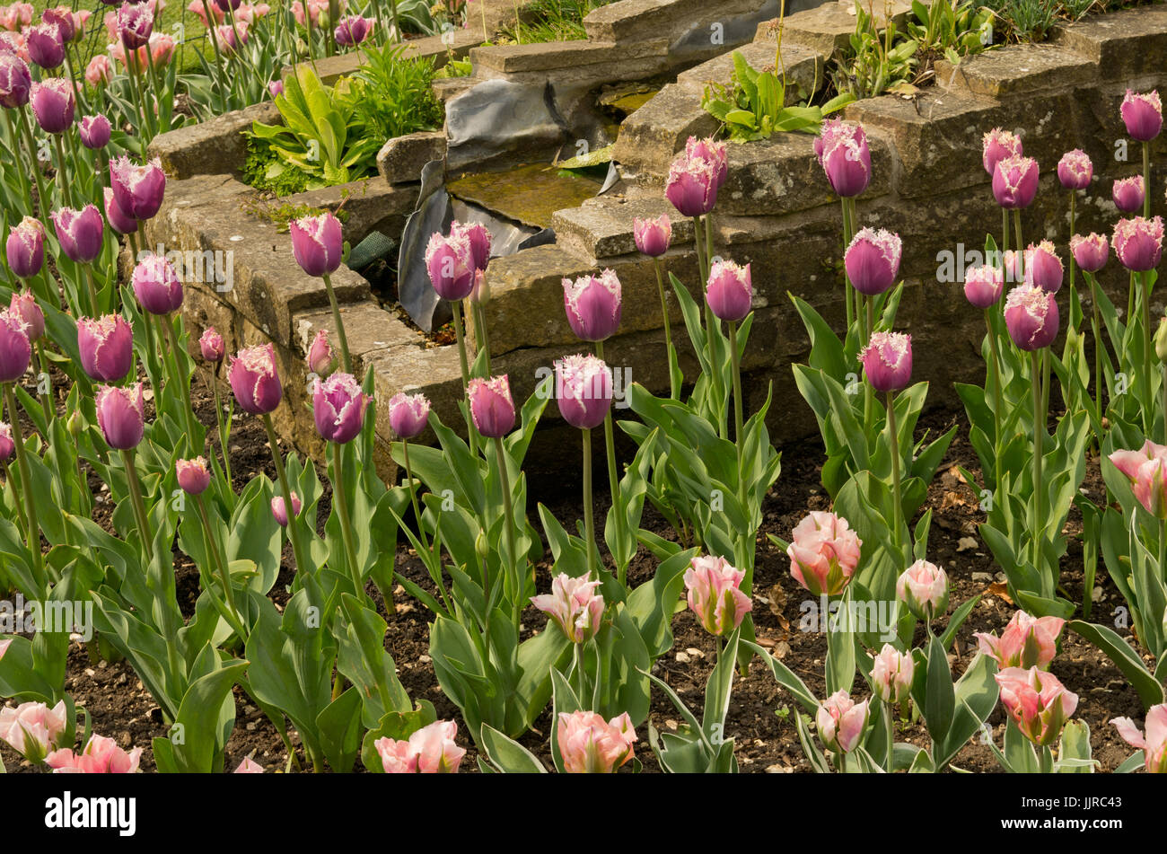 Gemischte tulip Anzeige Stockfoto