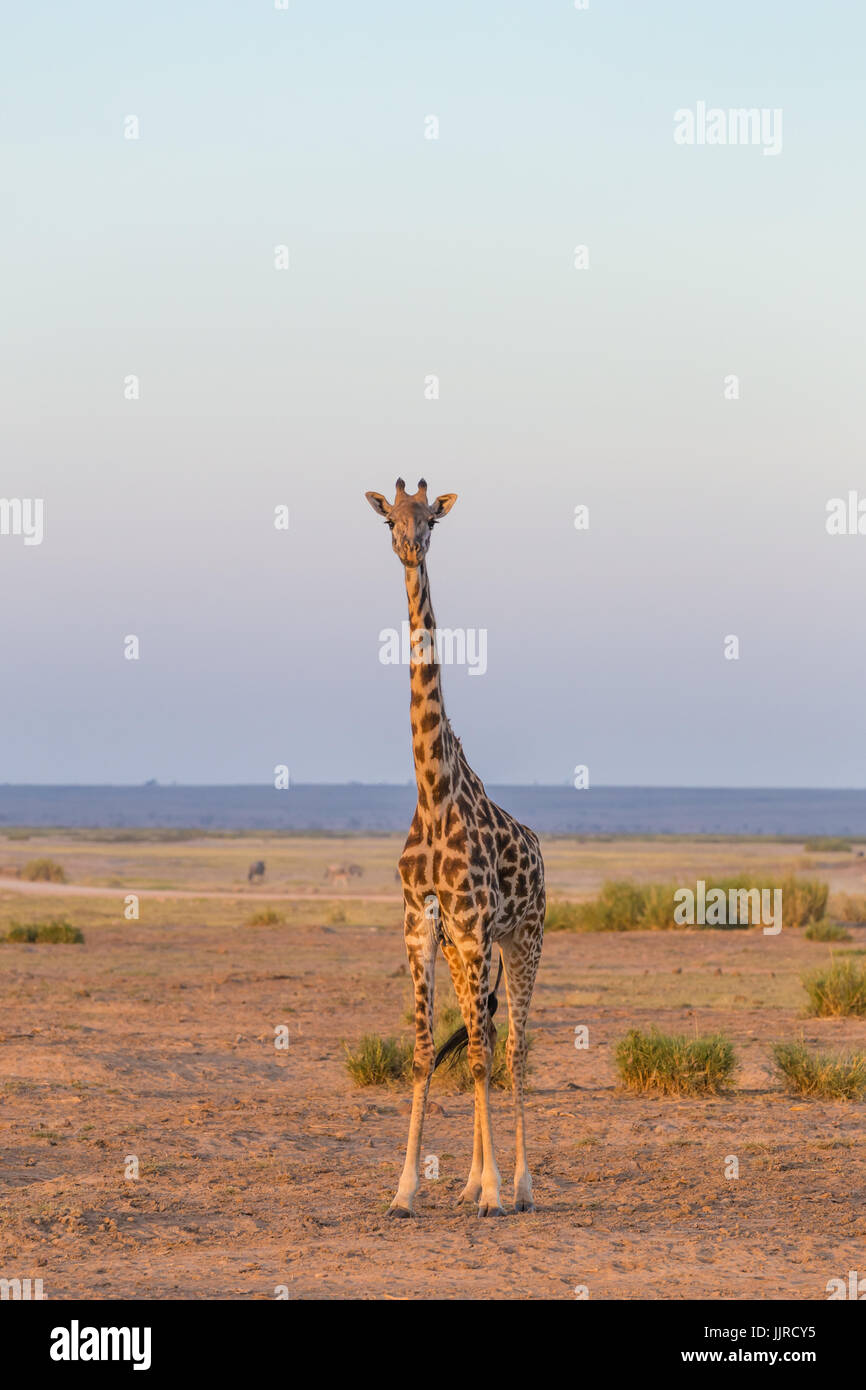 Einsame Giraffe im Amboseli Nationalpark, Kenia. Stockfoto