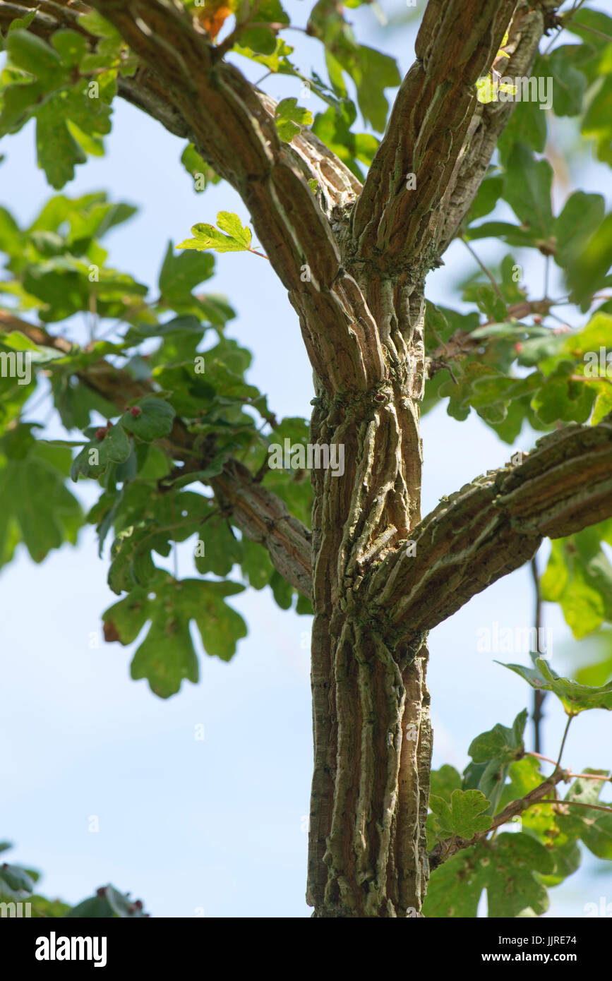 Tiefe Rinde Muster auf ein junges Feld Ahorn, Acer campestre. Ursache ist nicht bekannt, aber kann ein Virus ähnlich in Elm, Berkshire, Juli bis wingbark werden. Stockfoto