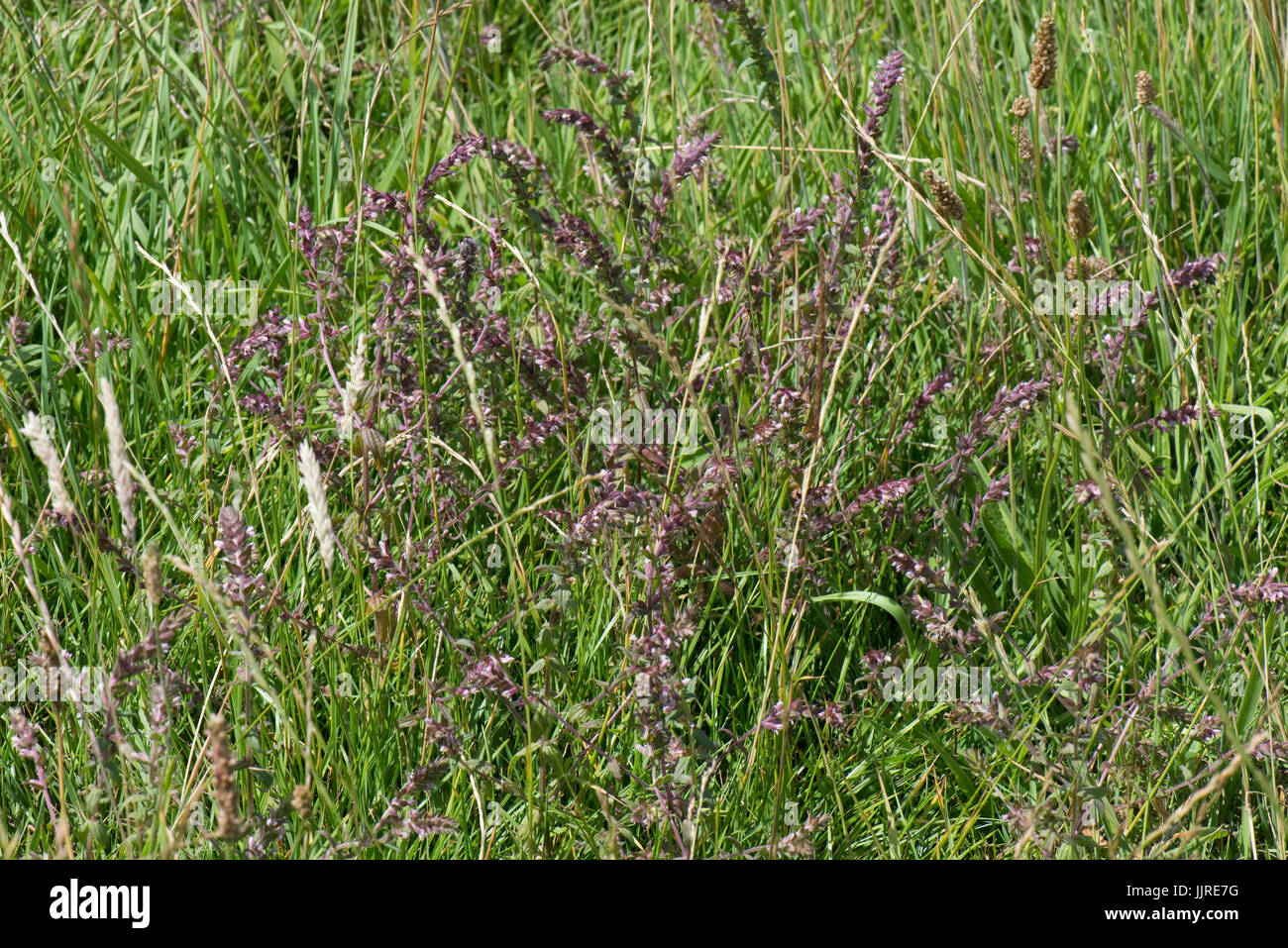 Rote Bartsia, Odontites Vernus, Blüte Halbschmarotzer in Grünland, Berkshire, Juli Stockfoto
