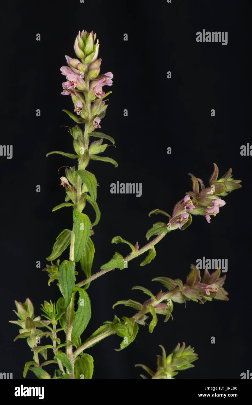 Blütenstand von roten Bartsia, Odontites Vernus, ein teilweise Parasit des Grases vor einem schwarzen Hintergrund, Berkshire, Juli Stockfoto