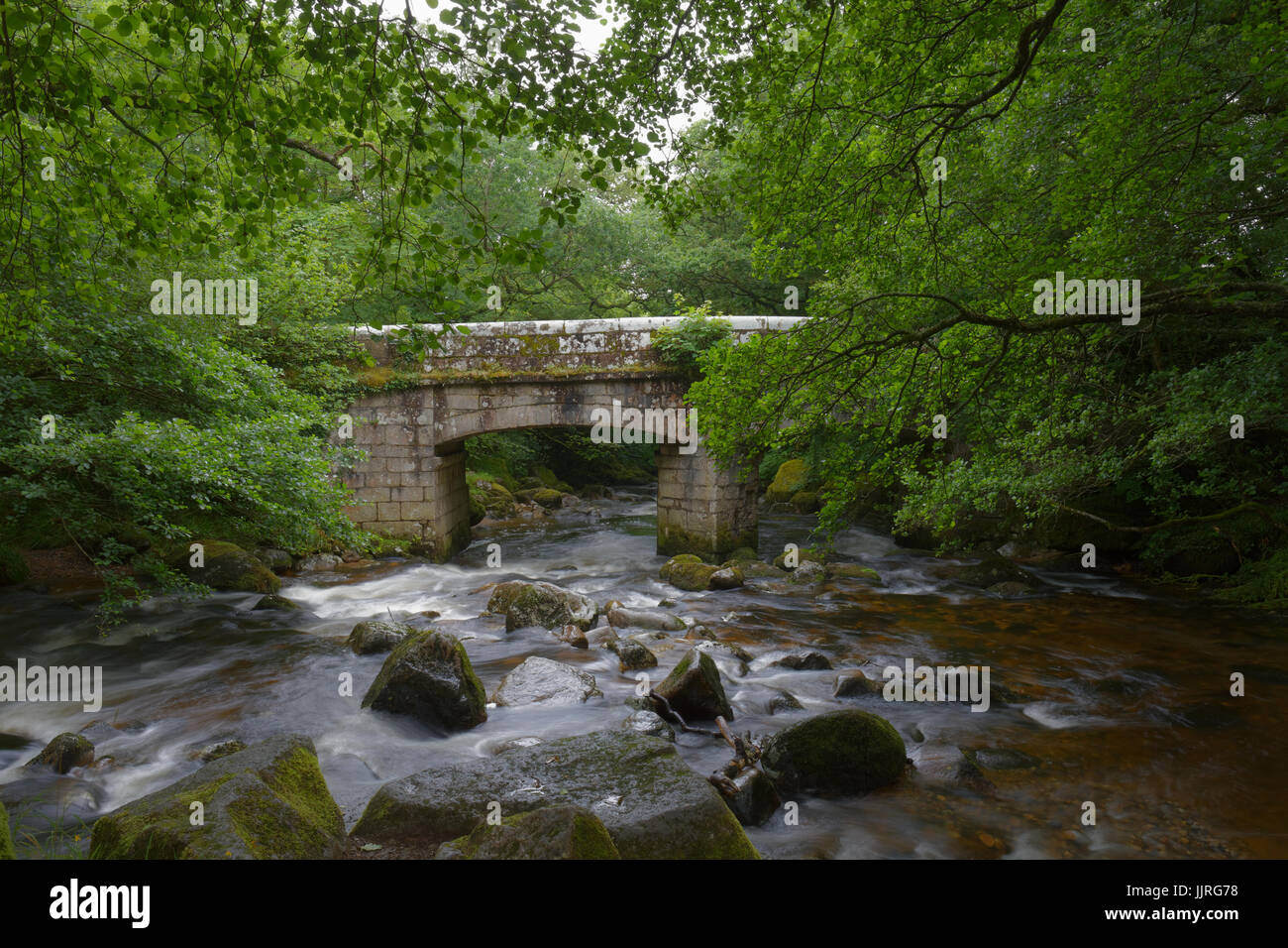 Dewerstone Wood, auf dem Fluß Plym in Devon Stockfoto