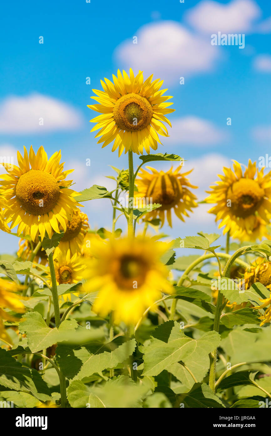 Bereich der blühenden Sonnenblumen auf einem blauen Himmel mit Wolken. Bunte Sonnenblumen Hintergrund bei hellen Sommer Stockfoto