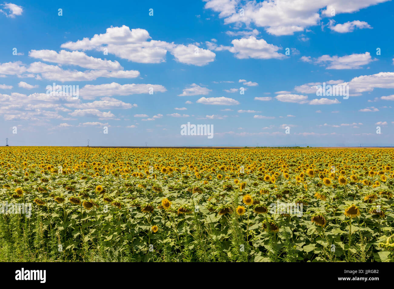 Bereich der blühenden Sonnenblumen auf einem blauen Himmel mit Wolken. Bunte Sonnenblumen Hintergrund bei hellen Sommer Stockfoto