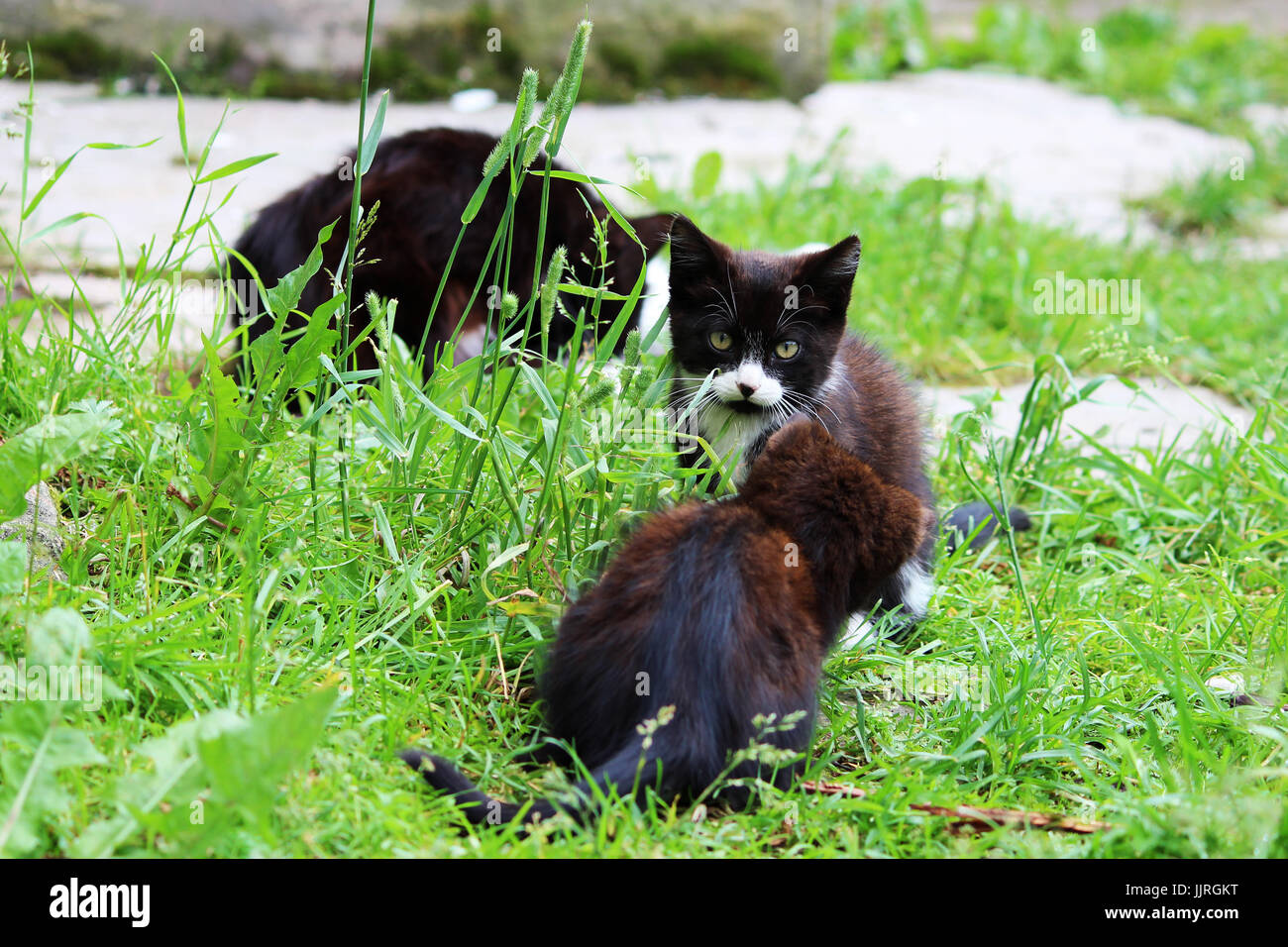 Schwarz / weiß Katze und Kätzchen waschen auf dem grünen Rasen. Stockfoto
