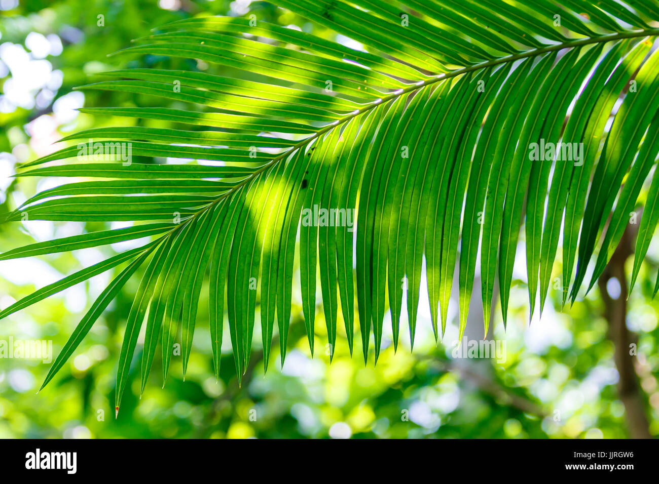 Palmwedel für den Hintergrund. Stockfoto