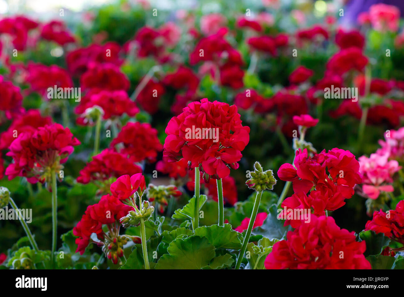 Rote Geranien Stockfotos und bilder Kaufen Alamy