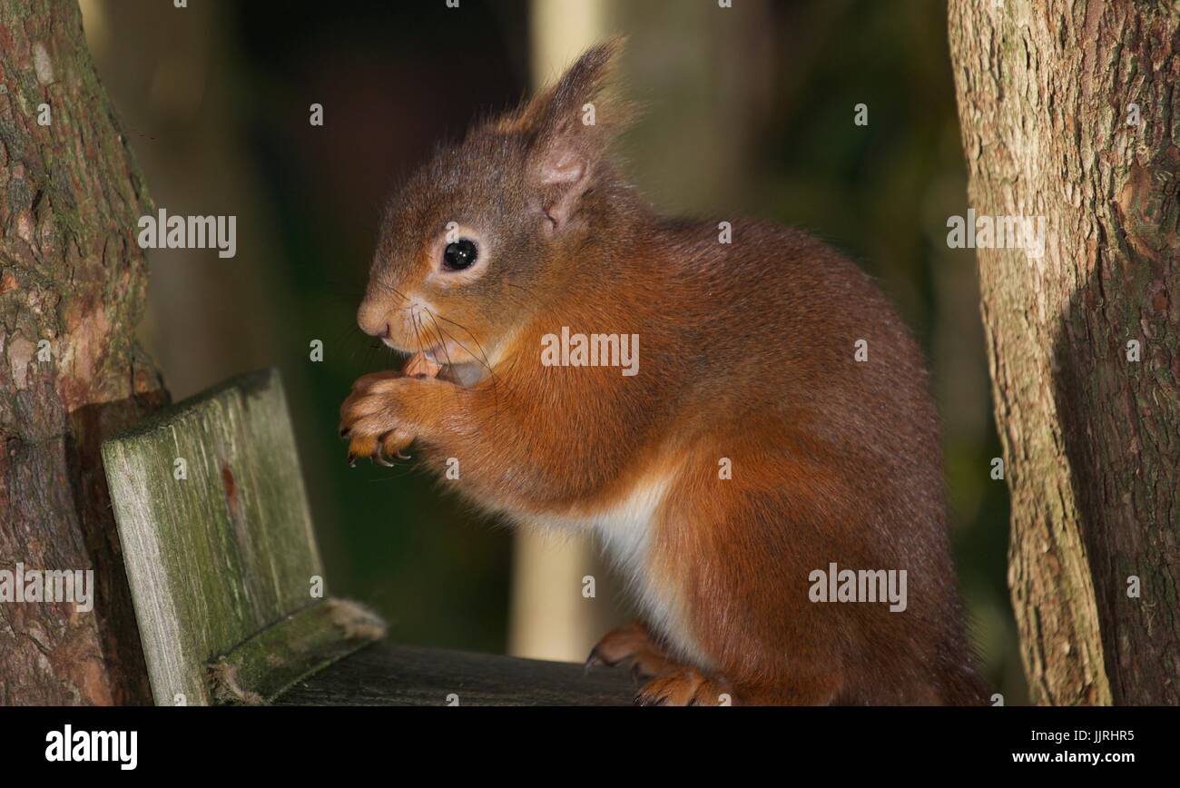 Eichhörnchen Stockfoto