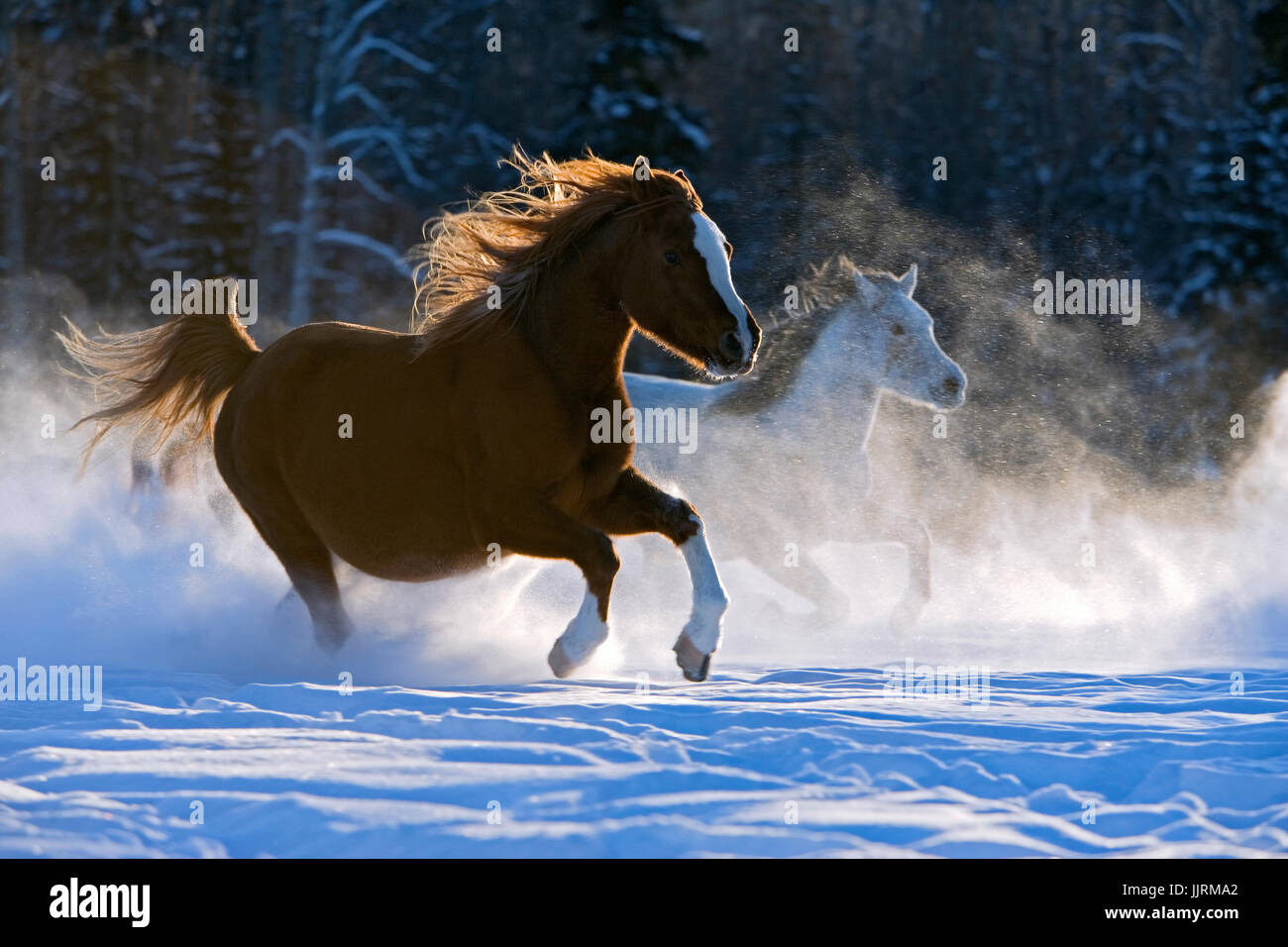 Arabische Pferde im Galopp im Pulverschnee Stockfoto