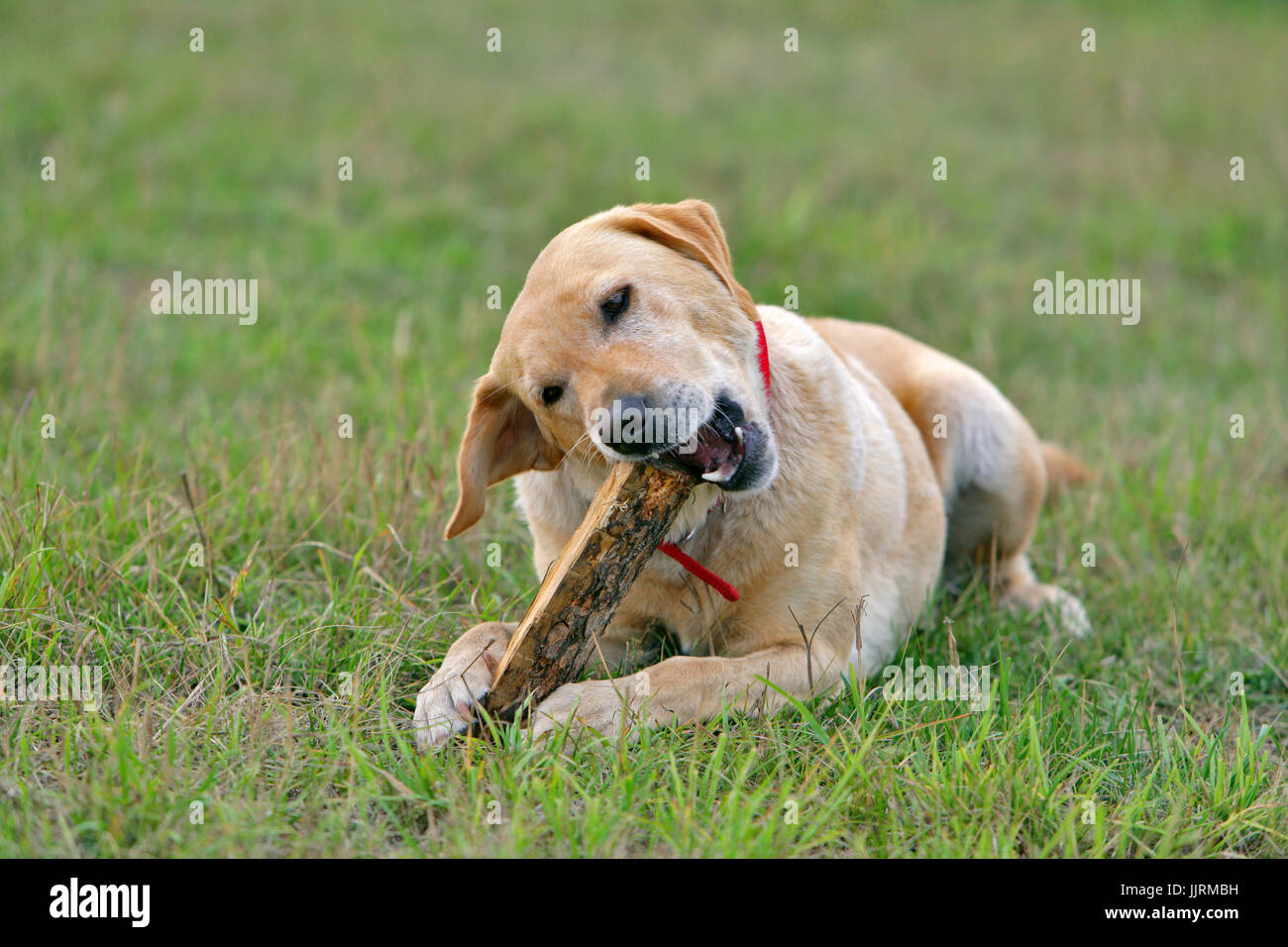 Labrador Retriever in Wiese Kaut ein Holzstueck | Labrador Retriever Verlegung auf Rasen spielen mit Holz Stockfoto